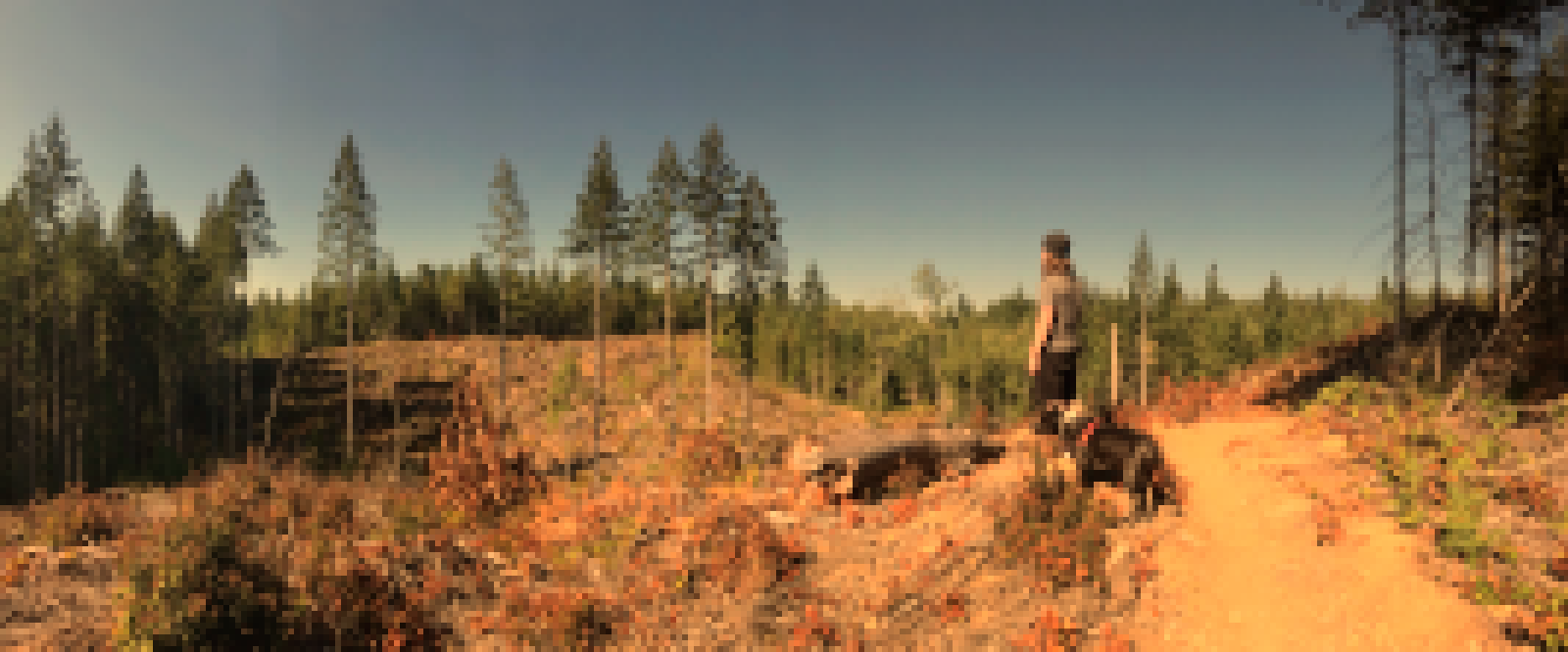 A person and their dog pausing on a sunlit logging trail, tall pines and cut brush all around under a clear sky.
